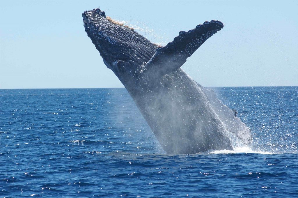 humpback whale canary islands