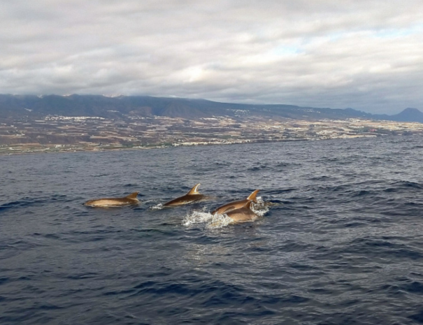 Dolphin And Whale Watching In Tenerife: The Complete Guide