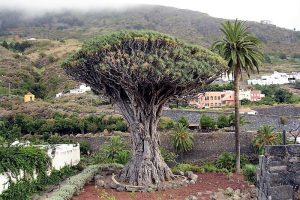 The drago tree in Icod de los vinos in Tenerife