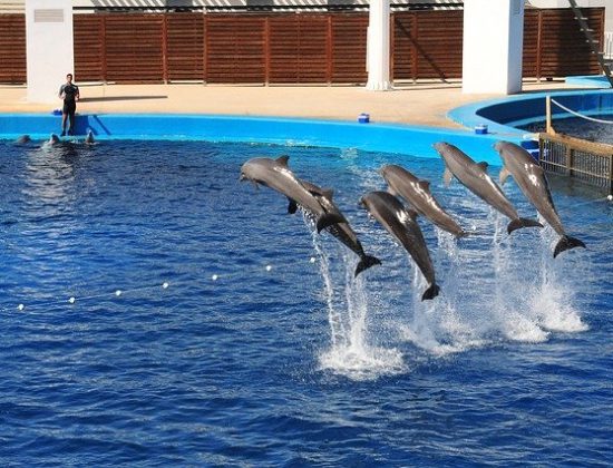 LOceanogràfic dolphins valencia