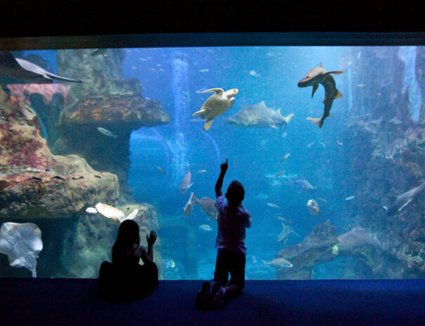 san sebastian aquarium