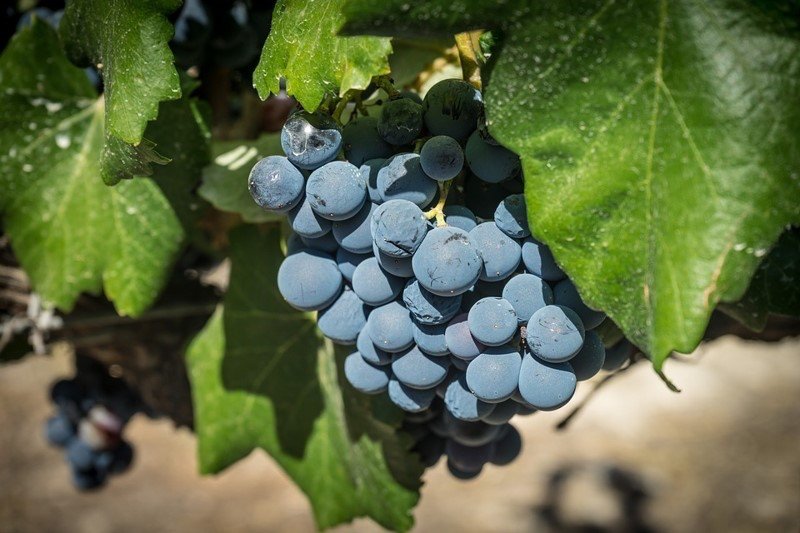 Tempranillo grapes in Ribera del duero
